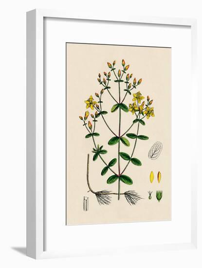 'Hypericum Boeticum. Waved-leaved St. John's Wort', 19th Century-Unknown-Framed Giclee Print