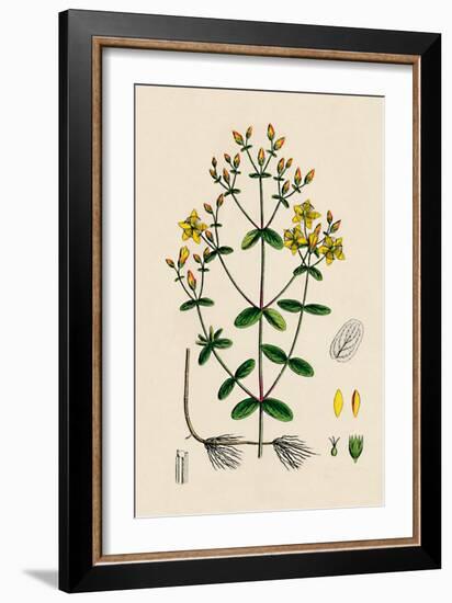 'Hypericum Boeticum. Waved-leaved St. John's Wort', 19th Century-Unknown-Framed Giclee Print