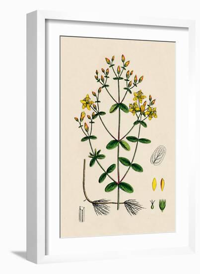 'Hypericum Boeticum. Waved-leaved St. John's Wort', 19th Century-Unknown-Framed Giclee Print