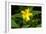 Hypericum Hircinum.-Bob Gibbons-Framed Photographic Print