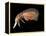 Hyperiid Amphipod from Korsfjorden, Norway, Caught at Around 350M, Deep Sea Atlantic Ocean-David Shale-Framed Premier Image Canvas