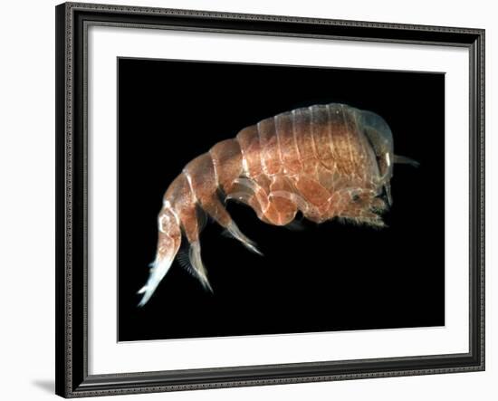 Hyperiid Amphipod from Korsfjorden, Norway, Caught at Around 350M, Deep Sea Atlantic Ocean-David Shale-Framed Photographic Print