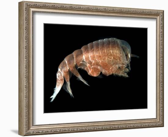 Hyperiid Amphipod from Korsfjorden, Norway, Caught at Around 350M, Deep Sea Atlantic Ocean-David Shale-Framed Photographic Print