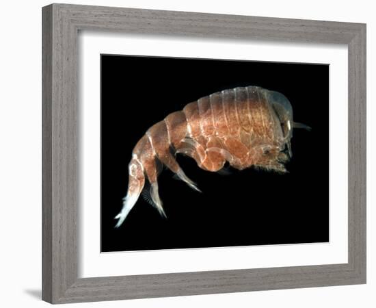 Hyperiid Amphipod from Korsfjorden, Norway, Caught at Around 350M, Deep Sea Atlantic Ocean-David Shale-Framed Photographic Print