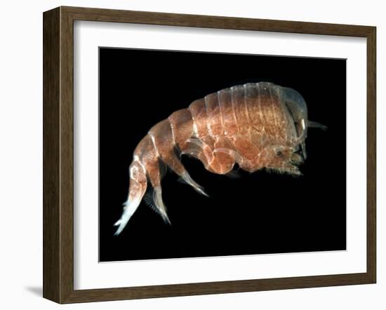 Hyperiid Amphipod from Korsfjorden, Norway, Caught at Around 350M, Deep Sea Atlantic Ocean-David Shale-Framed Photographic Print