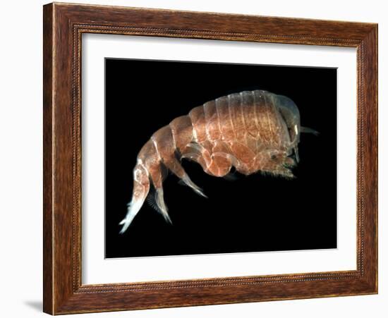 Hyperiid Amphipod from Korsfjorden, Norway, Caught at Around 350M, Deep Sea Atlantic Ocean-David Shale-Framed Photographic Print