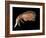 Hyperiid Amphipod from Korsfjorden, Norway, Caught at Around 350M, Deep Sea Atlantic Ocean-David Shale-Framed Photographic Print