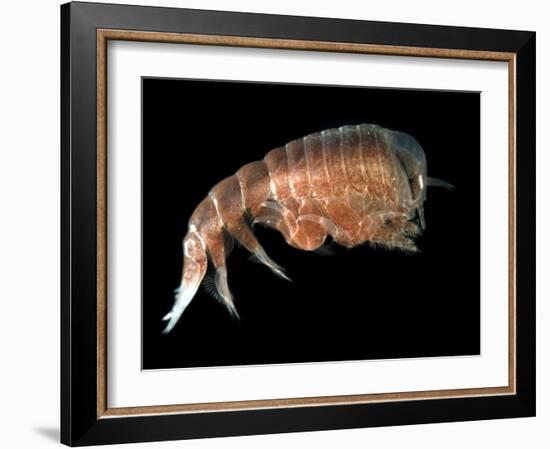 Hyperiid Amphipod from Korsfjorden, Norway, Caught at Around 350M, Deep Sea Atlantic Ocean-David Shale-Framed Photographic Print