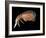 Hyperiid Amphipod from Korsfjorden, Norway, Caught at Around 350M, Deep Sea Atlantic Ocean-David Shale-Framed Photographic Print