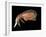 Hyperiid Amphipod from Korsfjorden, Norway, Caught at Around 350M, Deep Sea Atlantic Ocean-David Shale-Framed Photographic Print