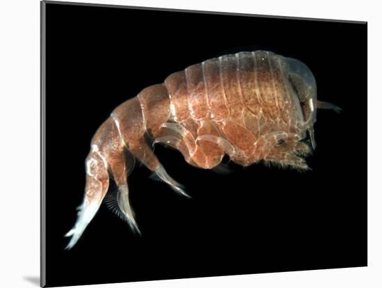 Hyperiid Amphipod from Korsfjorden, Norway, Caught at Around 350M, Deep Sea Atlantic Ocean-David Shale-Mounted Photographic Print