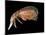 Hyperiid Amphipod from Korsfjorden, Norway, Caught at Around 350M, Deep Sea Atlantic Ocean-David Shale-Mounted Photographic Print