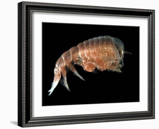 Hyperiid Amphipod from Korsfjorden, Norway, Caught at Around 350M, Deep Sea Atlantic Ocean-David Shale-Framed Photographic Print