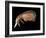 Hyperiid Amphipod from Korsfjorden, Norway, Caught at Around 350M, Deep Sea Atlantic Ocean-David Shale-Framed Photographic Print