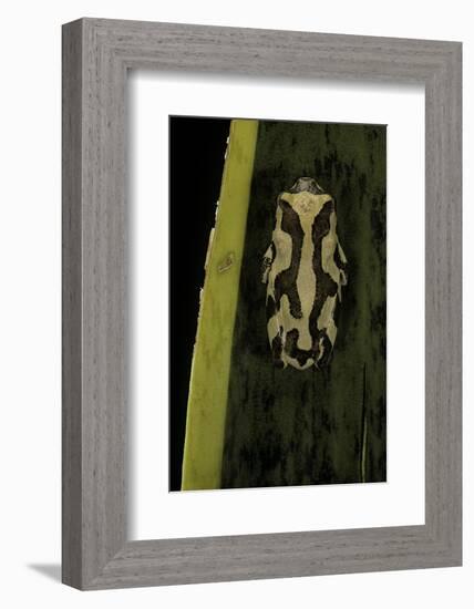 Hyperolius Marmoratus (Marbled Reed Frog, Painted Reed Frog)-Paul Starosta-Framed Photographic Print