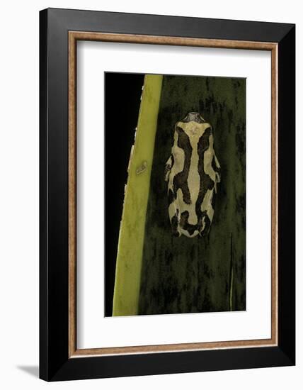 Hyperolius Marmoratus (Marbled Reed Frog, Painted Reed Frog)-Paul Starosta-Framed Photographic Print