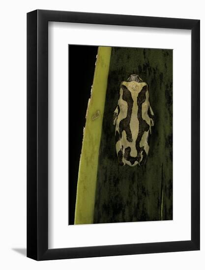 Hyperolius Marmoratus (Marbled Reed Frog, Painted Reed Frog)-Paul Starosta-Framed Photographic Print