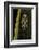 Hyperolius Marmoratus (Marbled Reed Frog, Painted Reed Frog)-Paul Starosta-Framed Photographic Print