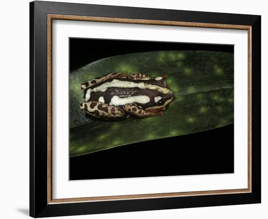 Hyperolius Marmoratus Parallelus (Marbled Reed Frog, Painted Reed Frog)-Paul Starosta-Framed Photographic Print