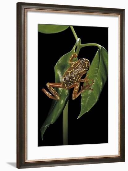 Hyperolius Marmoratus Variabilis (Marbled Reed Frog, Painted Reed Frog)-Paul Starosta-Framed Photographic Print