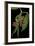 Hyperolius Marmoratus Variabilis (Marbled Reed Frog, Painted Reed Frog)-Paul Starosta-Framed Photographic Print