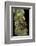 Hyperolius Puncticulatus Amani (Spotted Reed Frog)-Paul Starosta-Framed Photographic Print