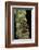 Hyperolius Puncticulatus Amani (Spotted Reed Frog)-Paul Starosta-Framed Photographic Print