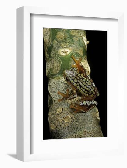 Hyperolius Puncticulatus Amani (Spotted Reed Frog)-Paul Starosta-Framed Photographic Print