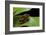 Hyperolius Puncticulatus - Mating-Paul Starosta-Framed Photographic Print