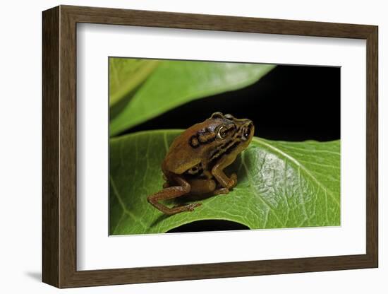 Hyperolius Puncticulatus - Mating-Paul Starosta-Framed Photographic Print