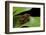 Hyperolius Puncticulatus - Mating-Paul Starosta-Framed Photographic Print