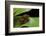 Hyperolius Puncticulatus - Mating-Paul Starosta-Framed Photographic Print