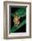 Hyperolius Puncticulatus (Spotted Reed Frog)-Paul Starosta-Framed Photographic Print