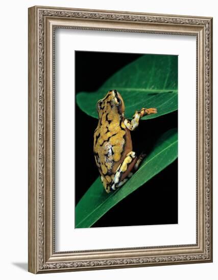 Hyperolius Puncticulatus (Spotted Reed Frog)-Paul Starosta-Framed Photographic Print