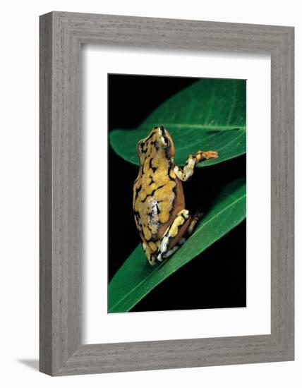 Hyperolius Puncticulatus (Spotted Reed Frog)-Paul Starosta-Framed Photographic Print