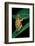 Hyperolius Puncticulatus (Spotted Reed Frog)-Paul Starosta-Framed Photographic Print