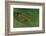 Hyperolius Sp. (African Reed Frog)-Paul Starosta-Framed Photographic Print