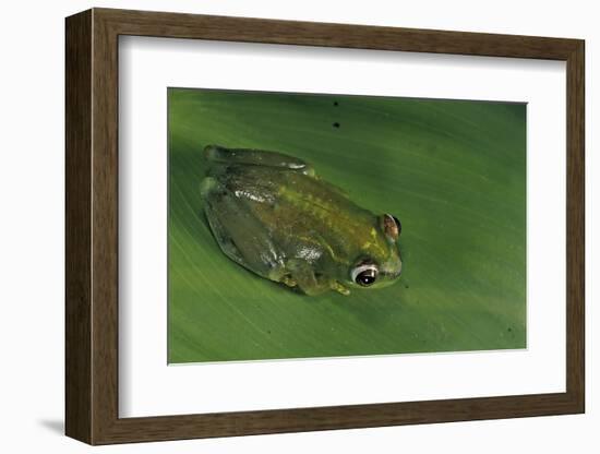 Hyperolius Sp. (African Reed Frog)-Paul Starosta-Framed Photographic Print