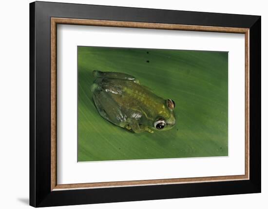 Hyperolius Sp. (African Reed Frog)-Paul Starosta-Framed Photographic Print