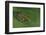 Hyperolius Sp. (African Reed Frog)-Paul Starosta-Framed Photographic Print