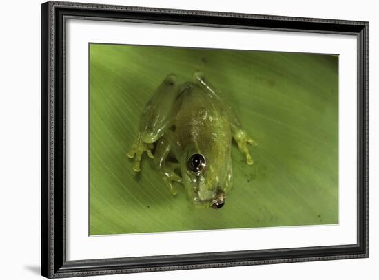 Hyperolius Sp. (African Reed Frog)-Paul Starosta-Framed Photographic Print