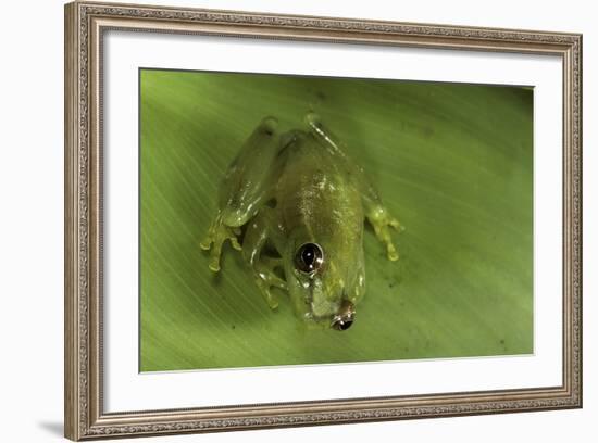 Hyperolius Sp. (African Reed Frog)-Paul Starosta-Framed Photographic Print