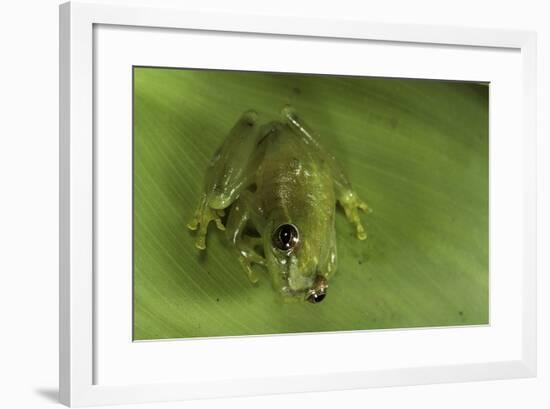 Hyperolius Sp. (African Reed Frog)-Paul Starosta-Framed Photographic Print