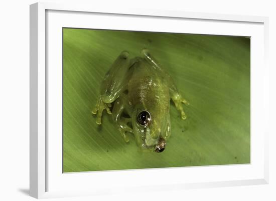 Hyperolius Sp. (African Reed Frog)-Paul Starosta-Framed Photographic Print