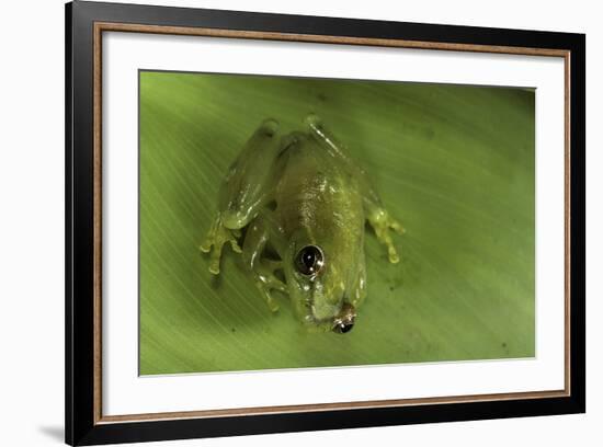 Hyperolius Sp. (African Reed Frog)-Paul Starosta-Framed Photographic Print