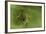 Hyperolius Sp. (African Reed Frog)-Paul Starosta-Framed Photographic Print