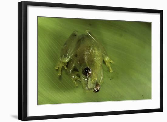 Hyperolius Sp. (African Reed Frog)-Paul Starosta-Framed Photographic Print