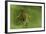 Hyperolius Sp. (African Reed Frog)-Paul Starosta-Framed Photographic Print