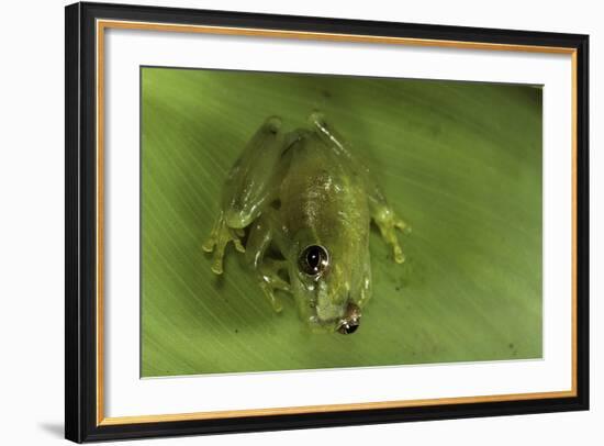 Hyperolius Sp. (African Reed Frog)-Paul Starosta-Framed Photographic Print