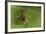 Hyperolius Sp. (African Reed Frog)-Paul Starosta-Framed Photographic Print